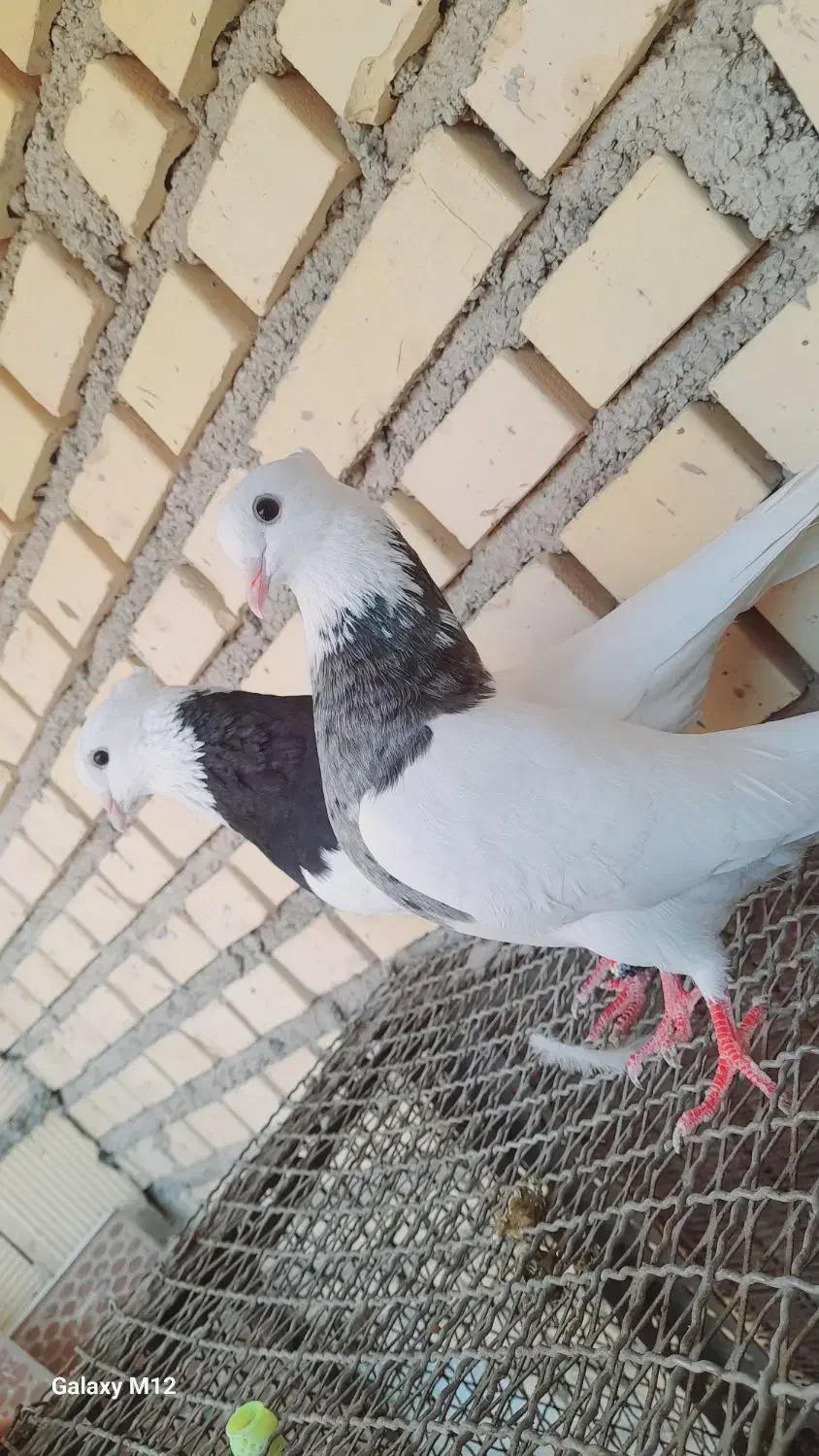 طوقی|پرنده|شادگان, |دیوار