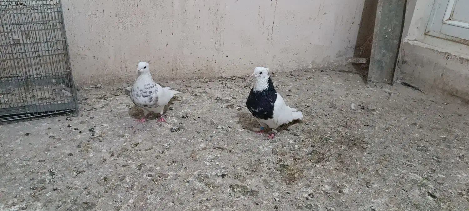 طوقی کاکلی و کله دم سبز|پرنده|همدان, |دیوار