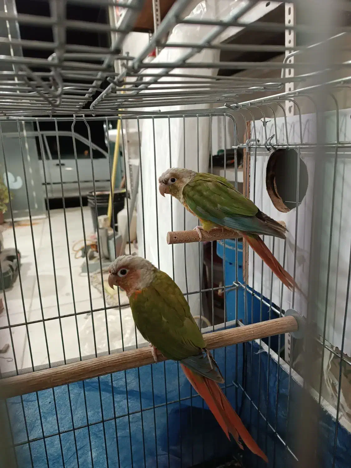 جفت گرینچیک|پرنده|بانه, |دیوار