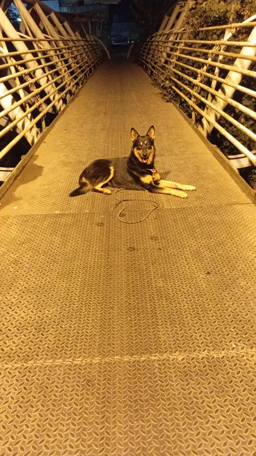 گم شده|حیوانات|رشت, گیل|دیوار