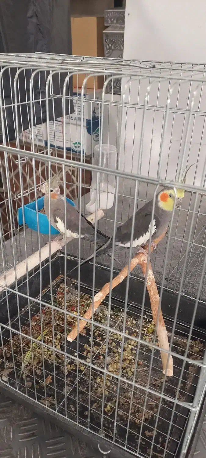 یک جفت طوطی عروس کار داده|پرنده|قزوین, |دیوار