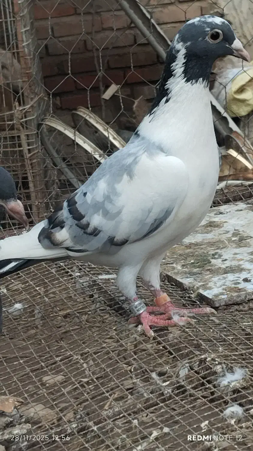 تعدادی پلاکی|پرنده|رامیان, |دیوار