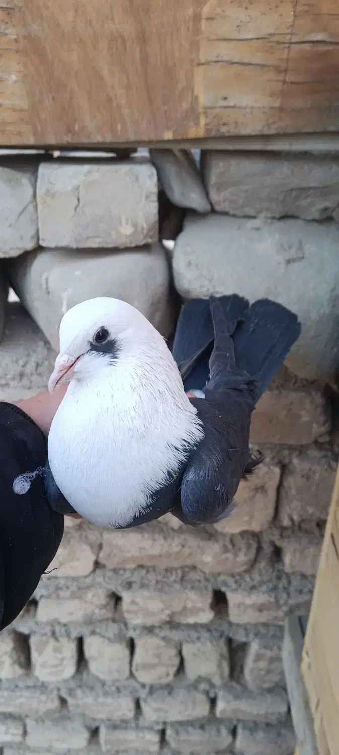 کفتر کله سفیدکربلایی زاغ دم سفید سرخ. افغانی رنگی|پرنده|باقرشهر, |دیوار