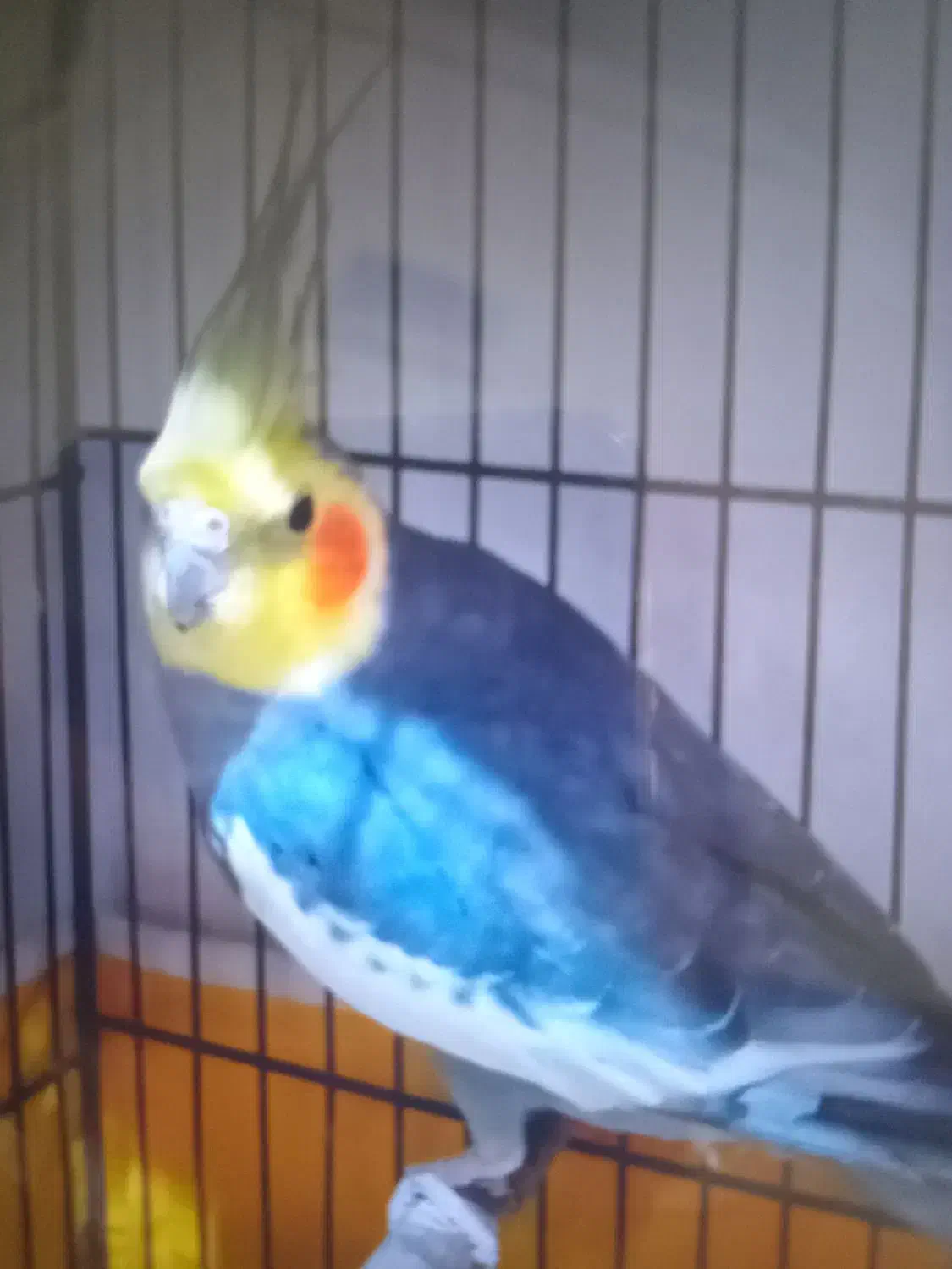 عروس هلندی|پرنده|رشت, فلسطین|دیوار