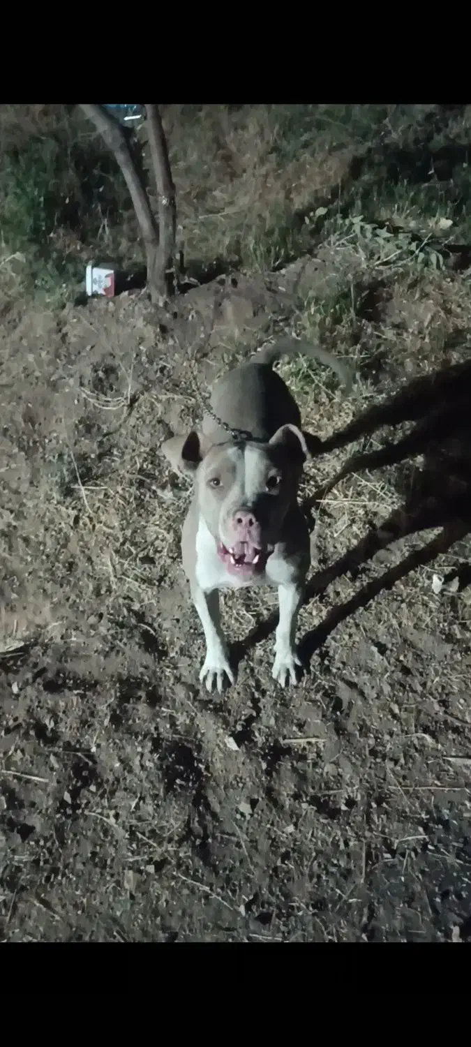 واگزاری سگ پیتبول|سگ|کرمانشاه, |دیوار