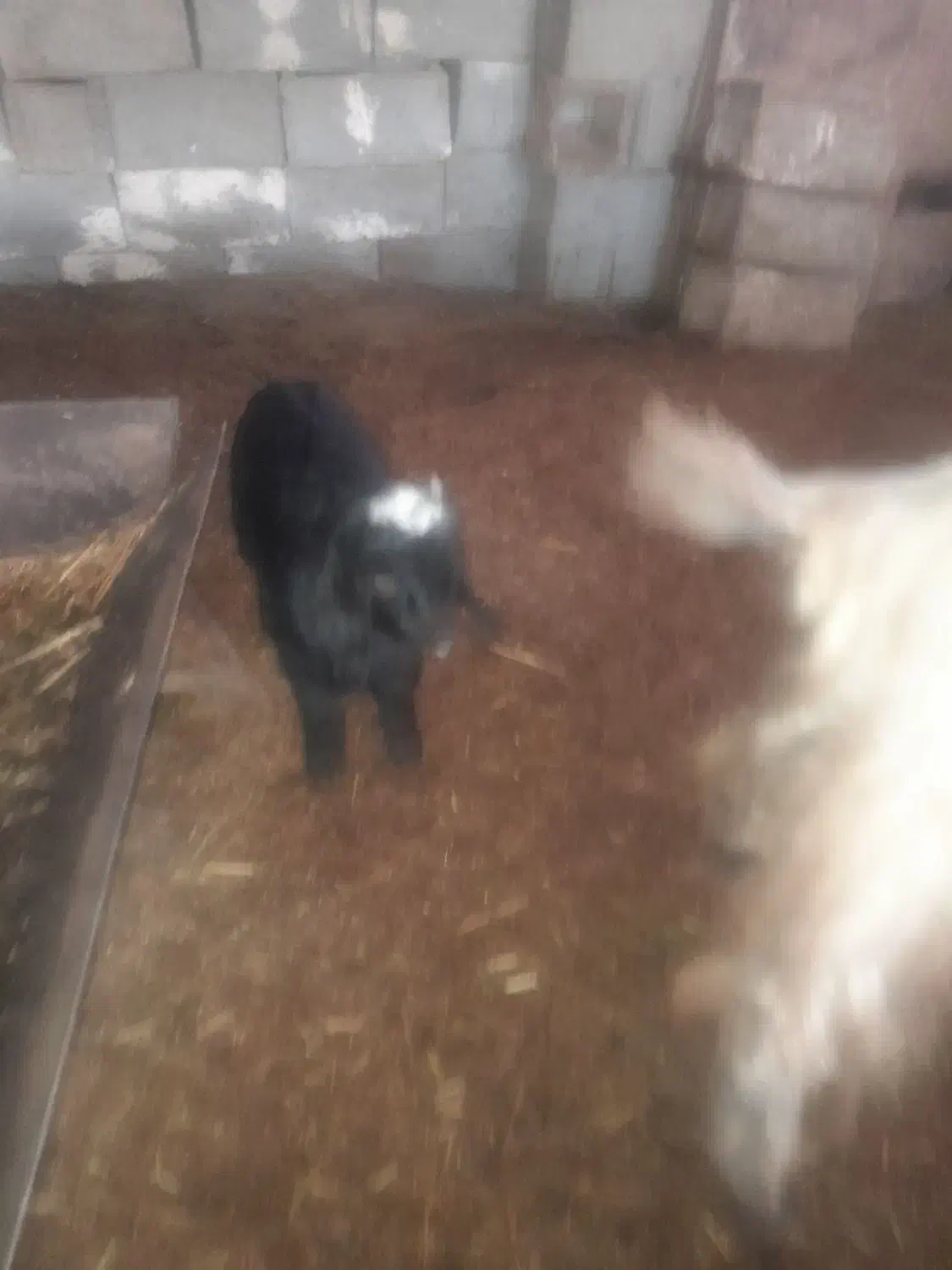 دوراس بز کهره دار|حیوانات مزرعه|مرودشت, رامجرد یک|دیوار