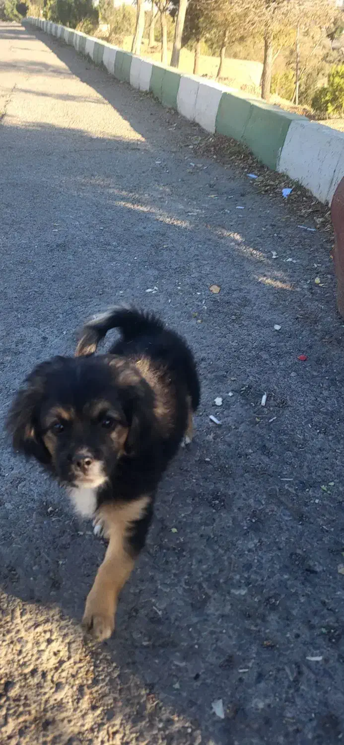 واگذاری شیترو و اسپیتز|سگ|تبریز, |دیوار