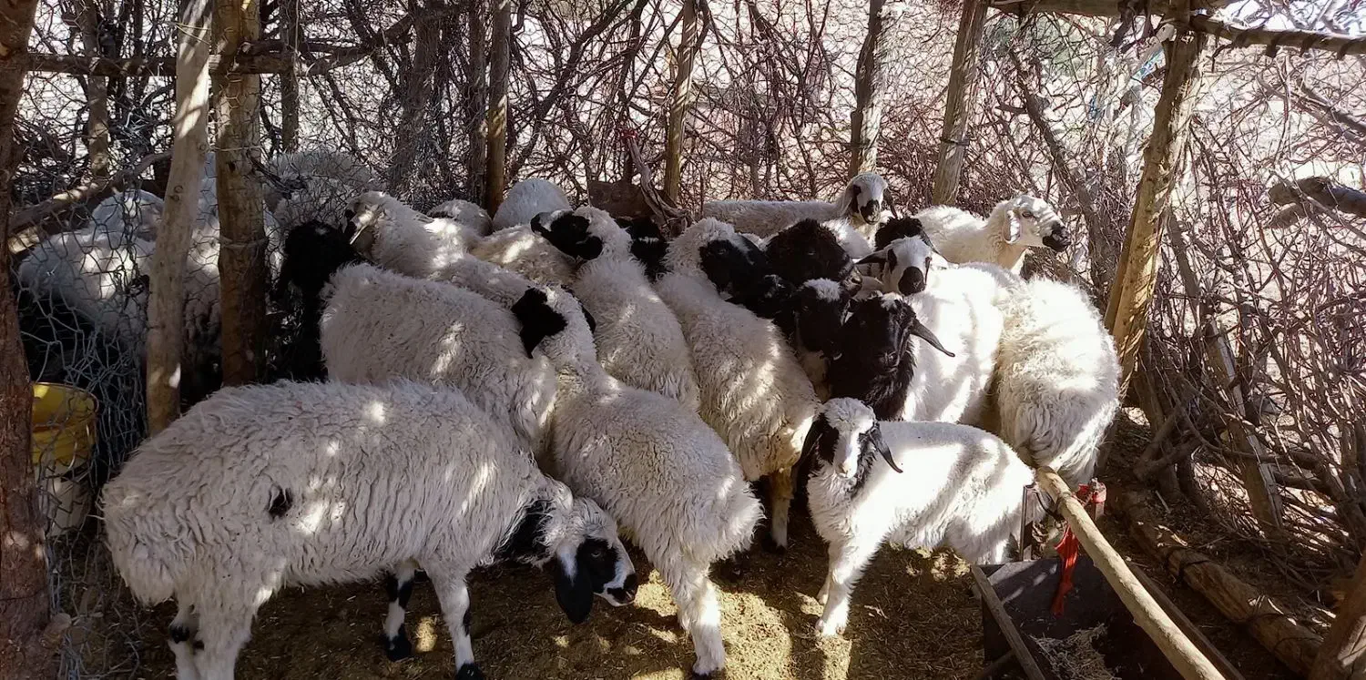 میش وبره|حیوانات مزرعه|بافت, |دیوار