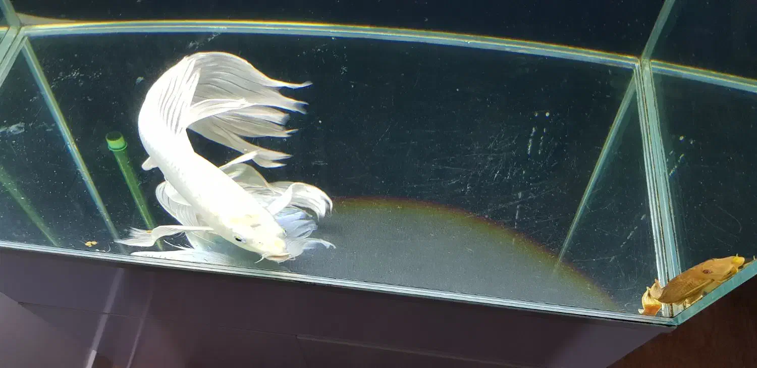 ماهی کوی پلاتینیوم سوپر باله بلند ۴۰ سانتی|ماهی|تهران, شکیبا|دیوار