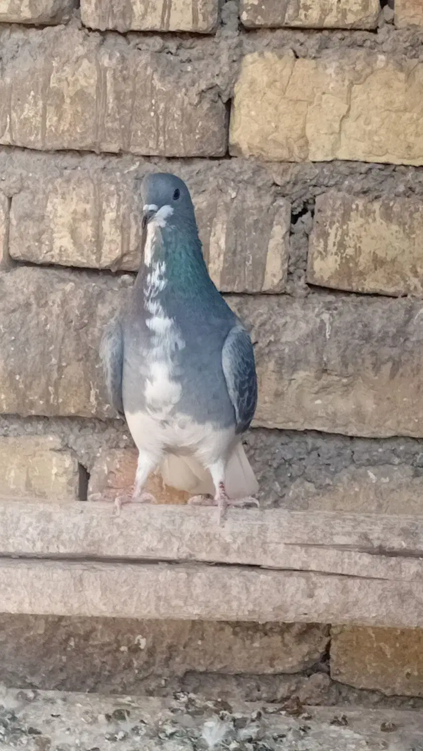 دمگیر ماده|پرنده|پیر بکران, |دیوار