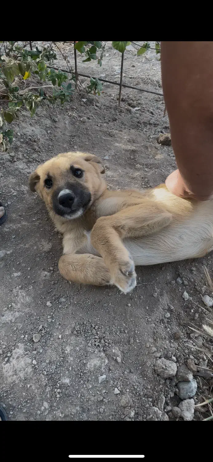 سگ واگذاری|سگ|اسلامشهر, مظفریه|دیوار