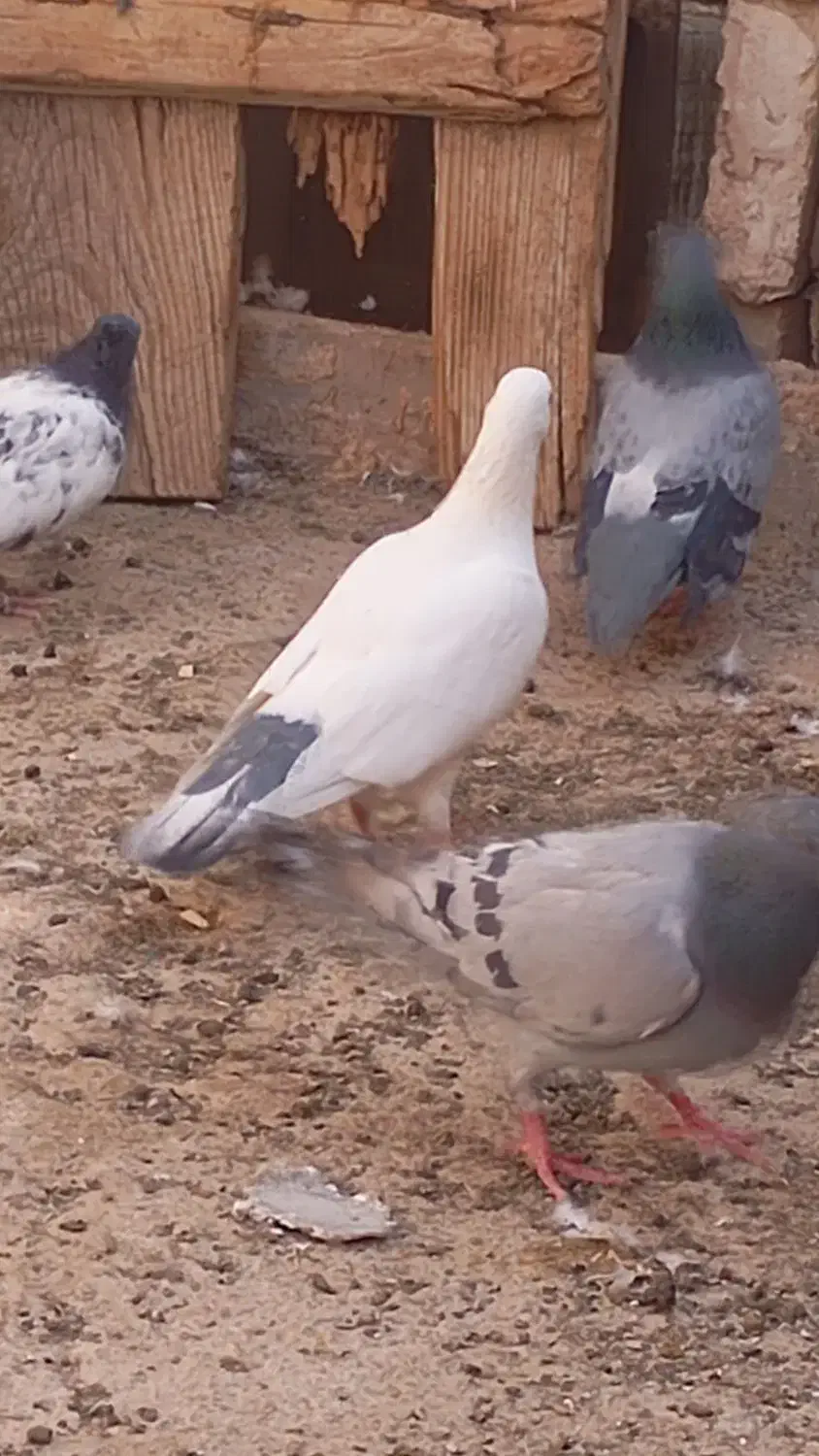 دوستان یه ماده جفت پا پلاک زاغ گم کردم|پرنده|مهریز, |دیوار