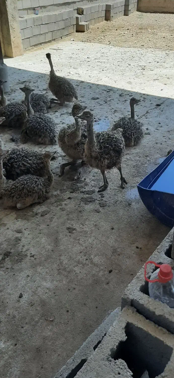 پیش فروش جوجه شتر مرغ|حیوانات مزرعه|شیراز, علی آباد|دیوار