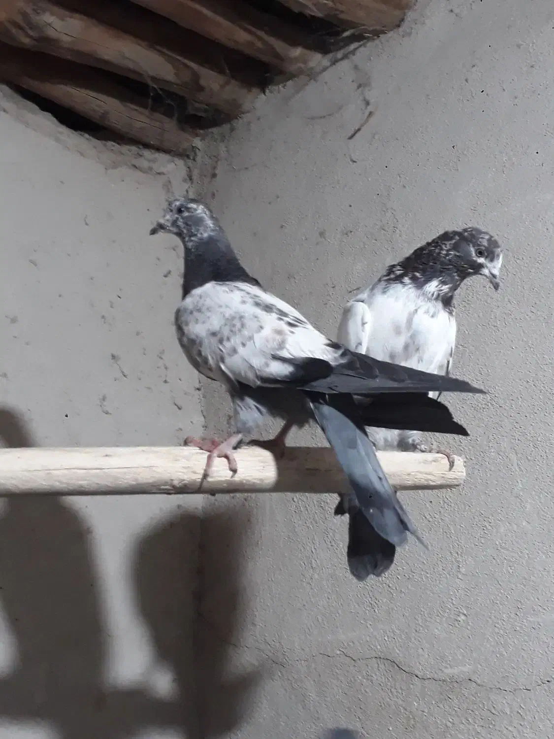 کله‌ دم سبز|پرنده|لالجین, |دیوار