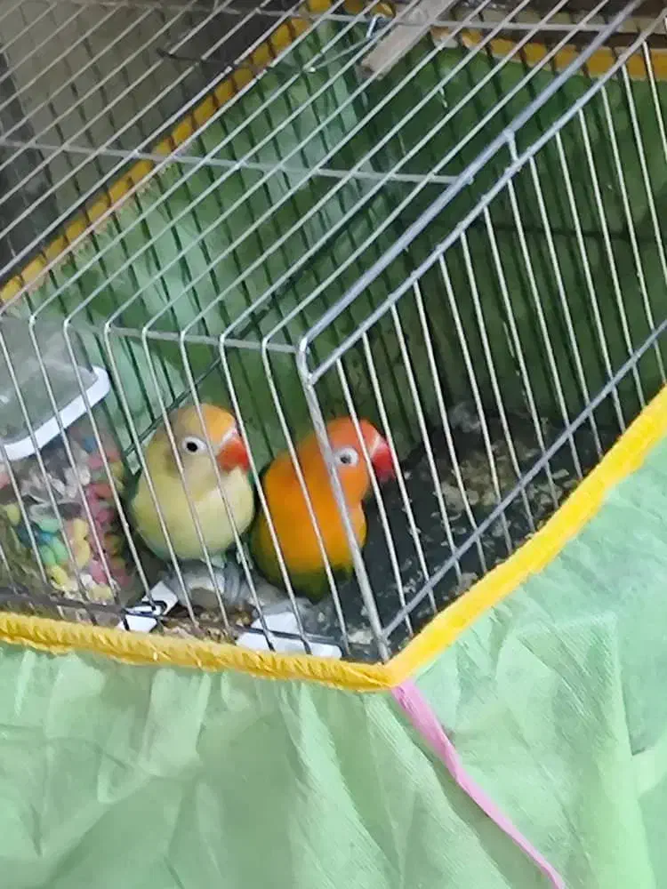 جفت برزیلی یووینگ گلد و پاربلو|پرنده|فردیس, شهرک شهید حسینی|دیوار