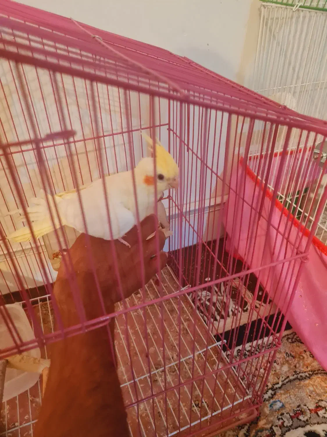 عروس هلندی نر آماده دستی شدن|پرنده|صدرا-فارس, فاز ۱|دیوار