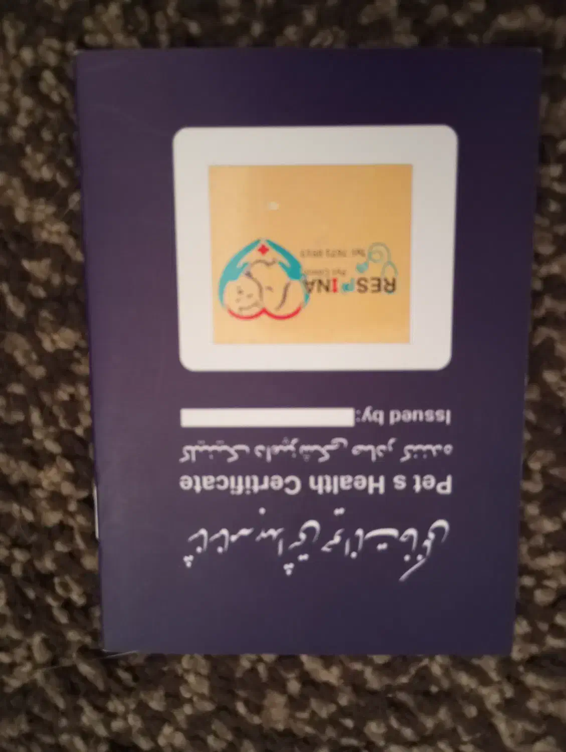 گربه اسکاتیش سیلور ماده|گربه|فردیس, فردیس|دیوار