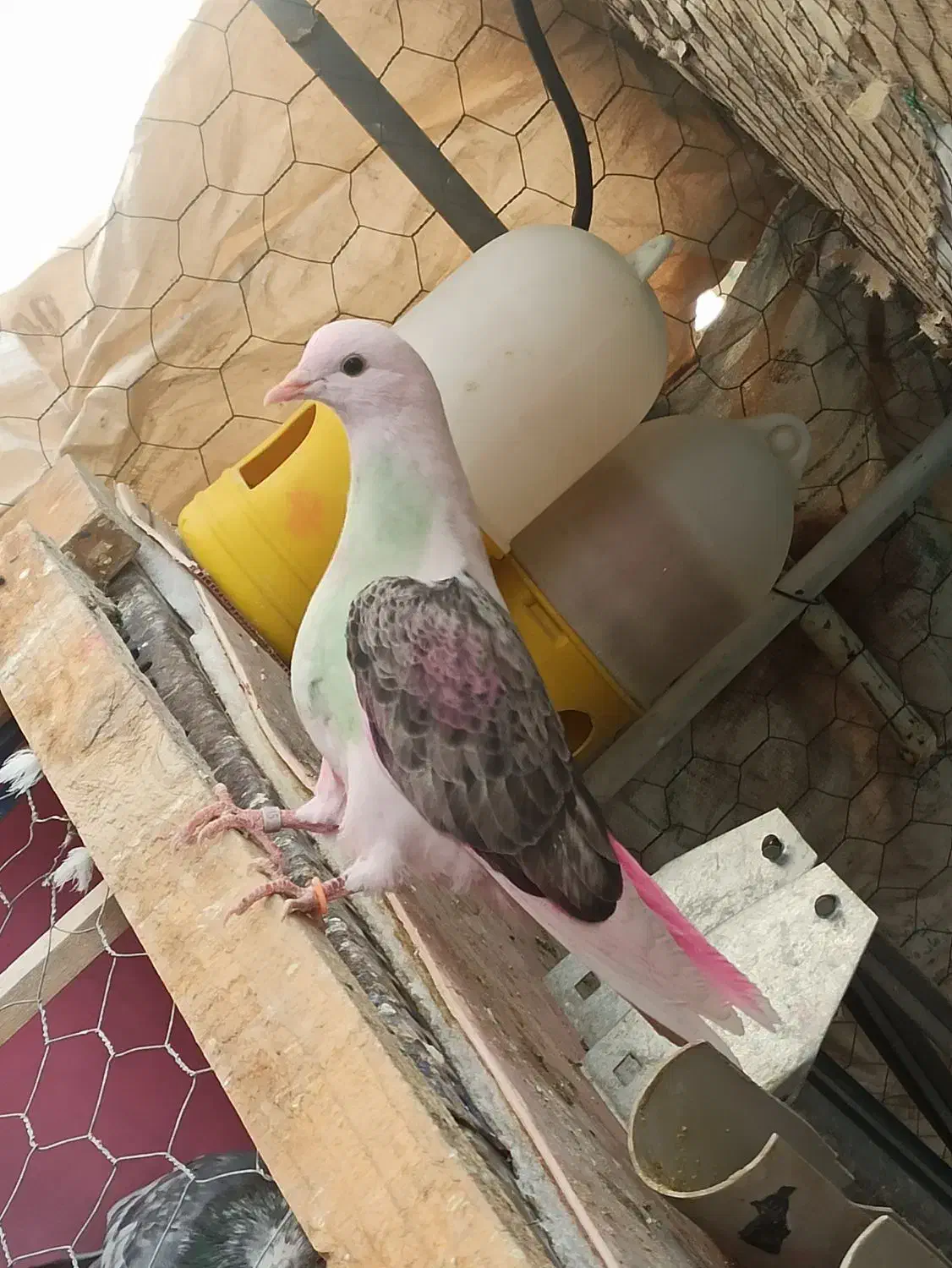 کبوتر|پرنده|اصفهان, کنگاز|دیوار