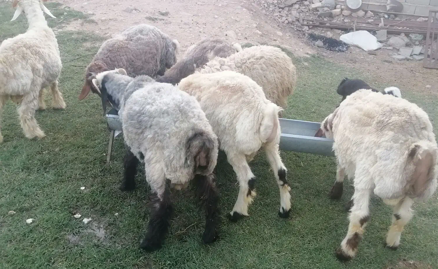 بره فروشی نقدی|حیوانات مزرعه|فلارد, |دیوار