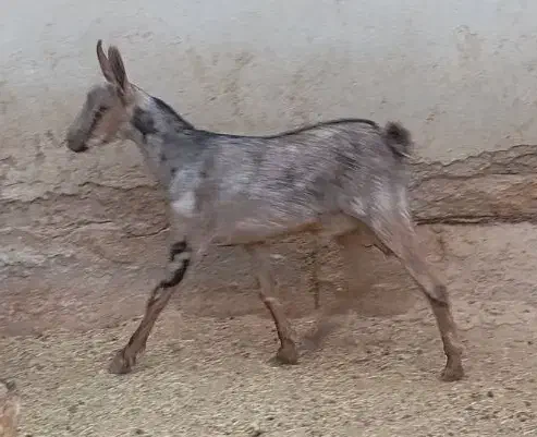 نر صلاله مخصوص داشت اطراف رویدر|حیوانات مزرعه|رویدر, |دیوار