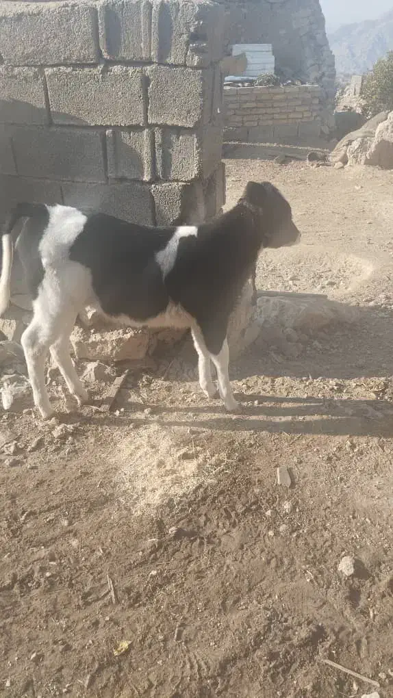 گاو گوساله ماده|حیوانات مزرعه|شیراز, کوشک بیدک|دیوار