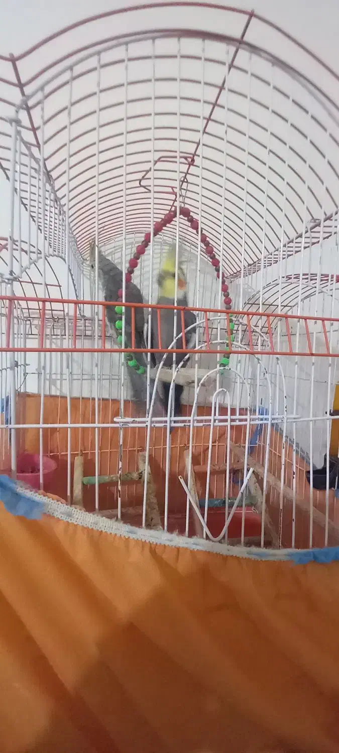 یک جفت توطی عروس بالغ به همراه قفس|پرنده|رشت, فخب|دیوار