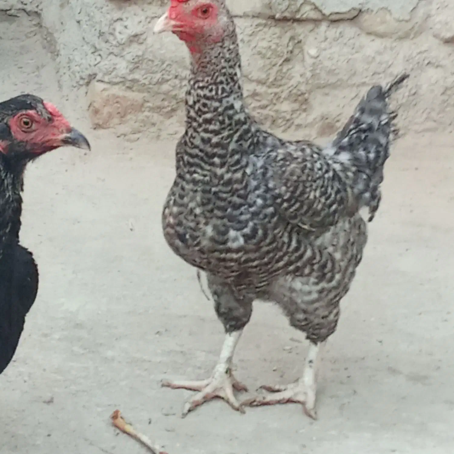 2تا مرغ خزک|حیوانات مزرعه|زابل, |دیوار