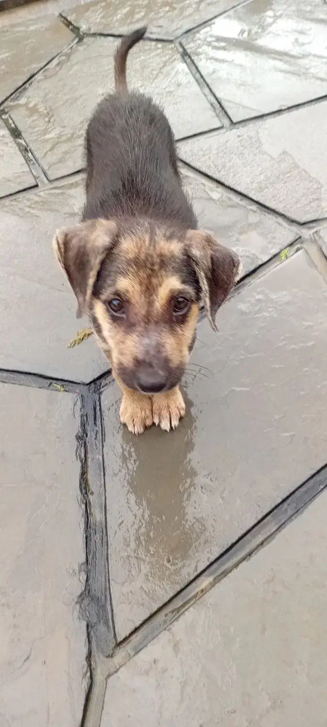 واگذاری سگ ماده|سگ|نوشهر, |دیوار