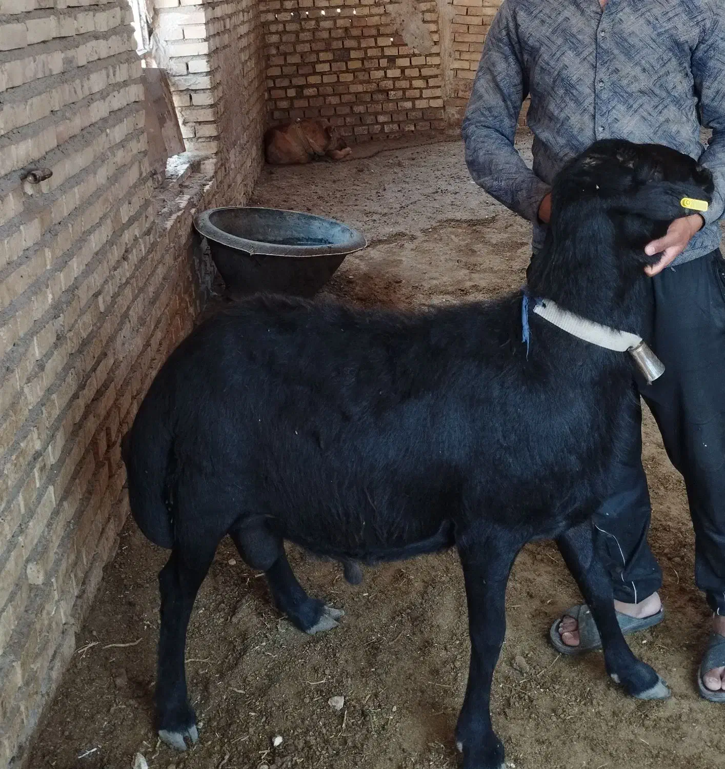 قوچ و بره قوچی ،میش|حیوانات مزرعه|تربت جام, میان جام|دیوار