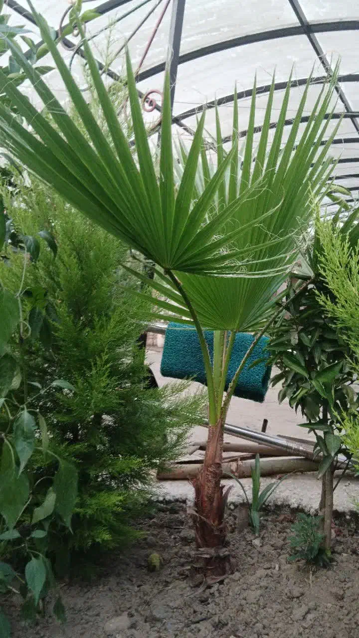 کاج لاوسون و درختچه پالم|گل و گیاه طبیعی|رحیمآباد, |دیوار