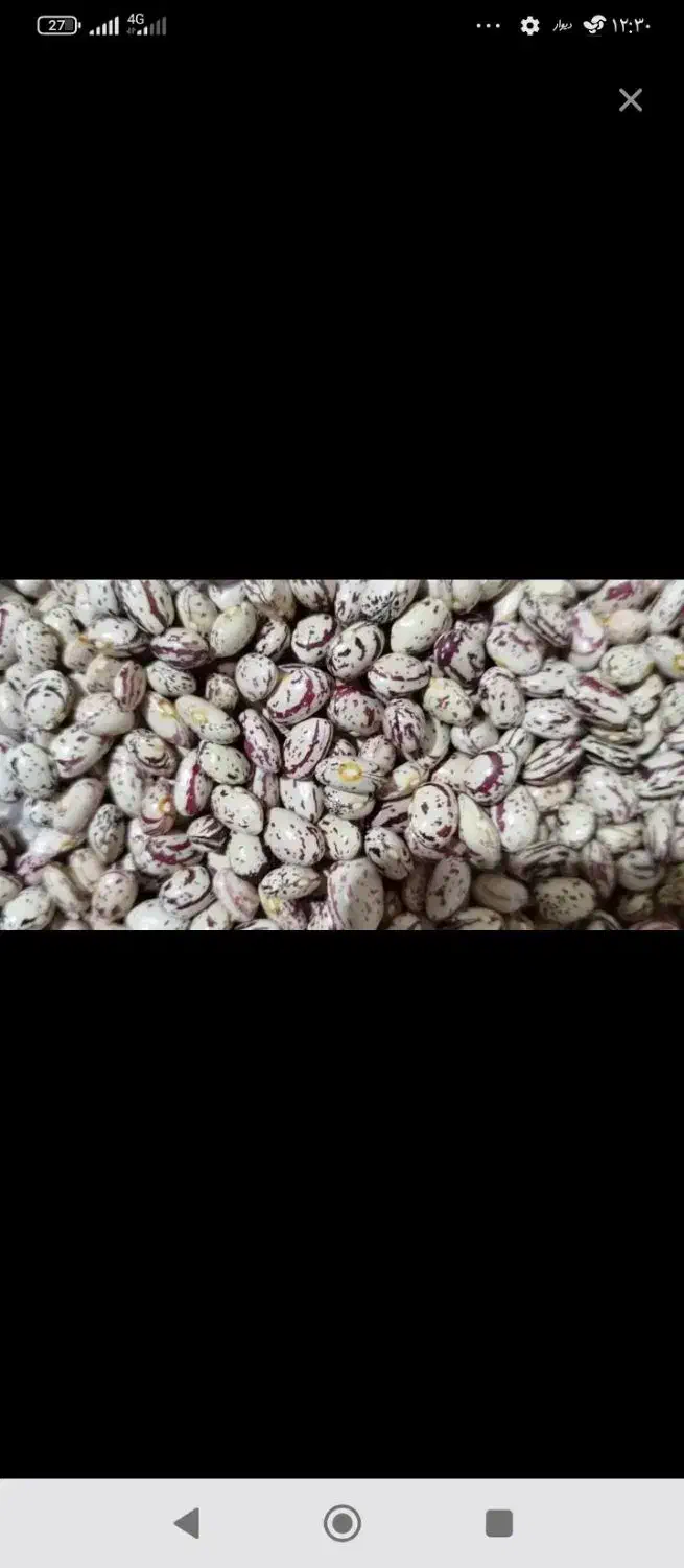 فروش لوبیا امسال تناژ بالا|عمدهفروشی|سده (فارس), |دیوار