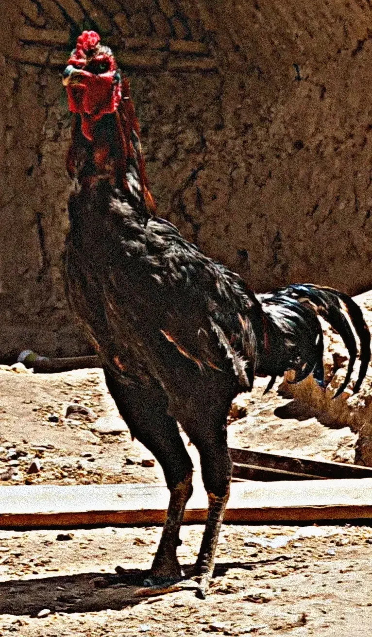 خروس لاری|حیوانات مزرعه|فیروزه, |دیوار