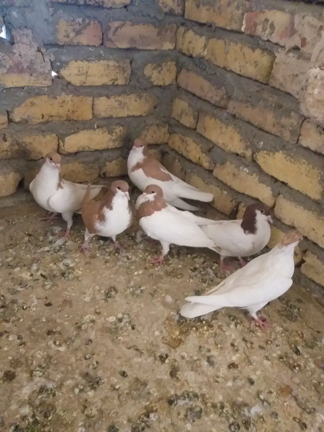 ۶عددشصتی ۳تا نر ۳ماده|پرنده|تاکستان, |دیوار