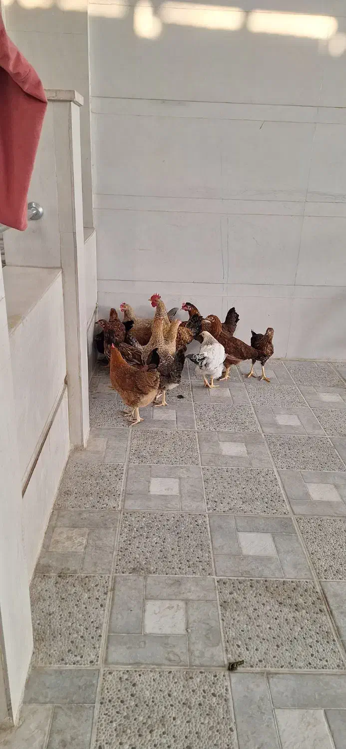 مرغ محلی|پرنده|اندیمشک, |دیوار