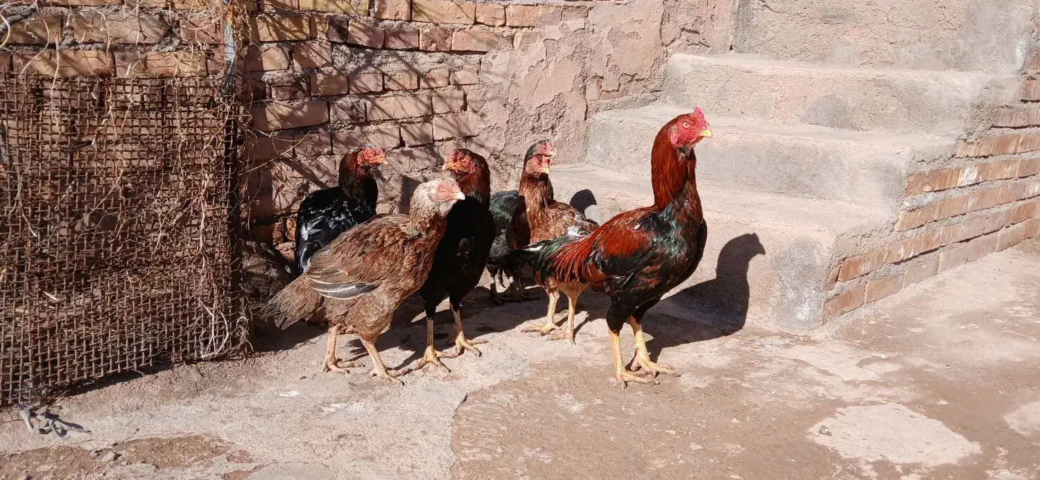 فروشی|حیوانات مزرعه|انگوران, |دیوار