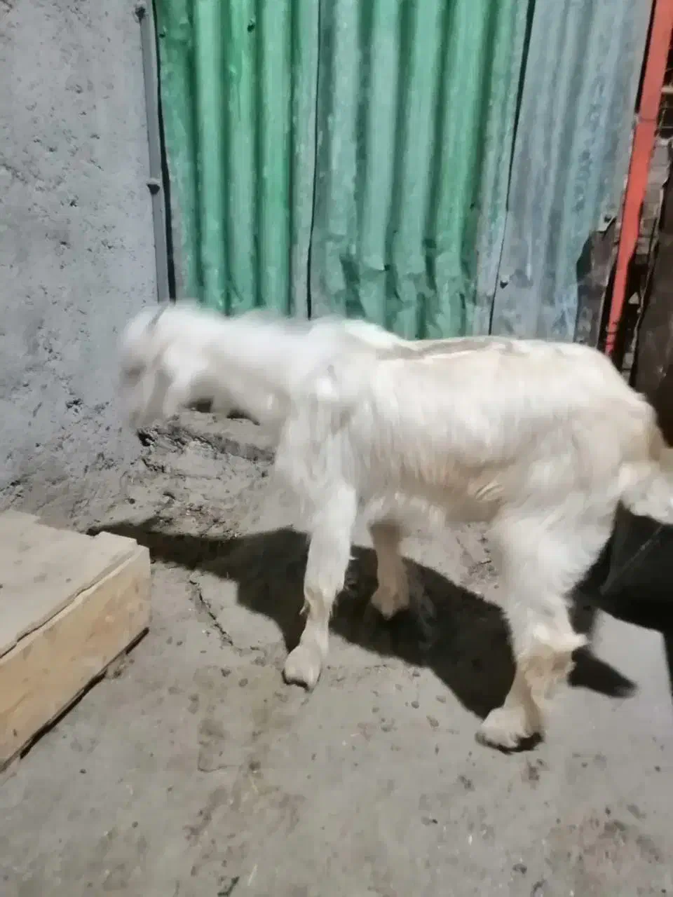 کهره ماده|حیوانات مزرعه|چغادک, |دیوار