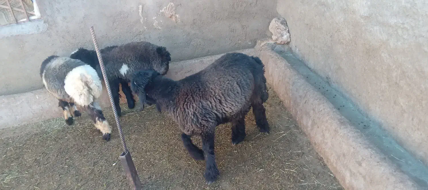 کوه قوچی نژاد دار|حیوانات مزرعه|کوهرنگ, |دیوار