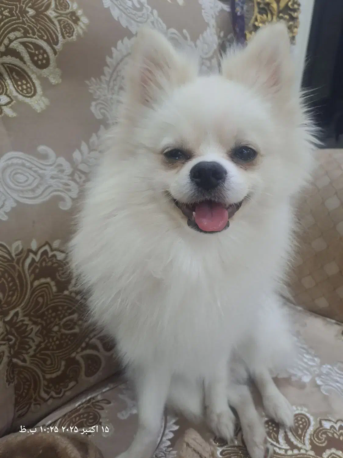 سگ پامرین|سگ|اشتهارد, |دیوار