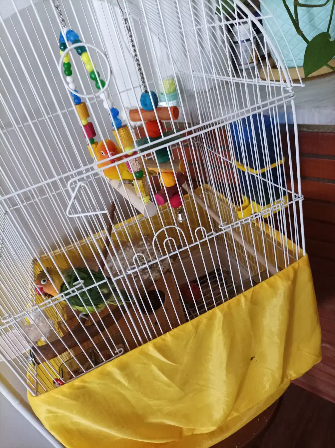 طوطی برزیلی سالم یک ساله|پرنده|تهران, سبلان (لشگر)|دیوار