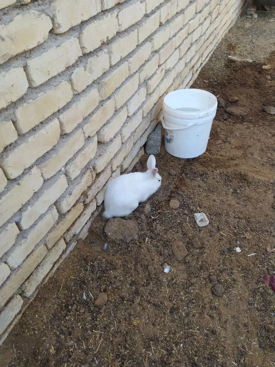 بچه خرگوش بازیگوش|موش و خرگوش|کاشان, فاز ۲ ناجی آباد|دیوار