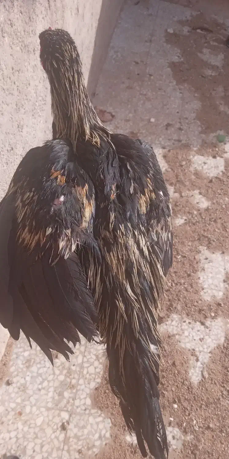 لاری|حیوانات مزرعه|زابل, |دیوار