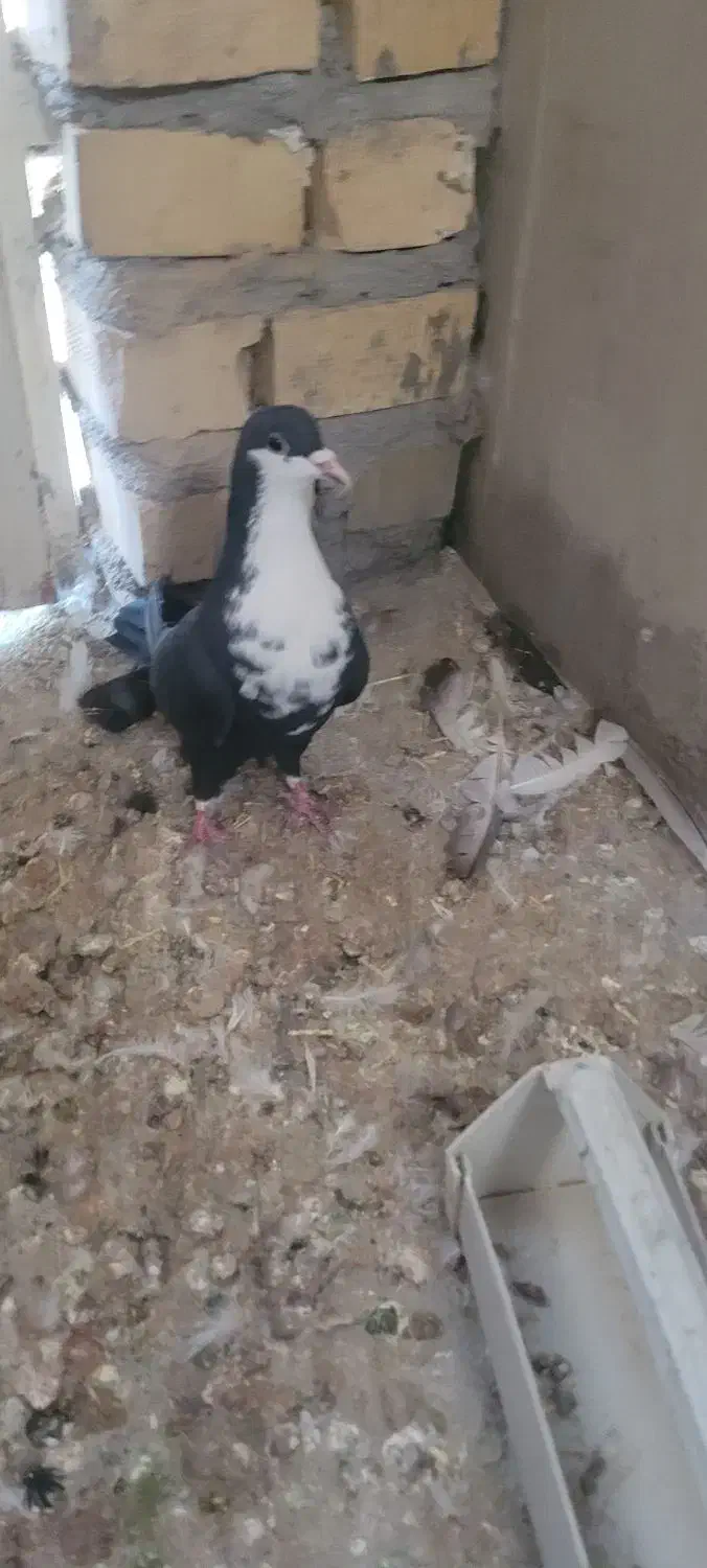 سار کرم و کرباتی ماده|پرنده|مشهد, آزادشهر|دیوار