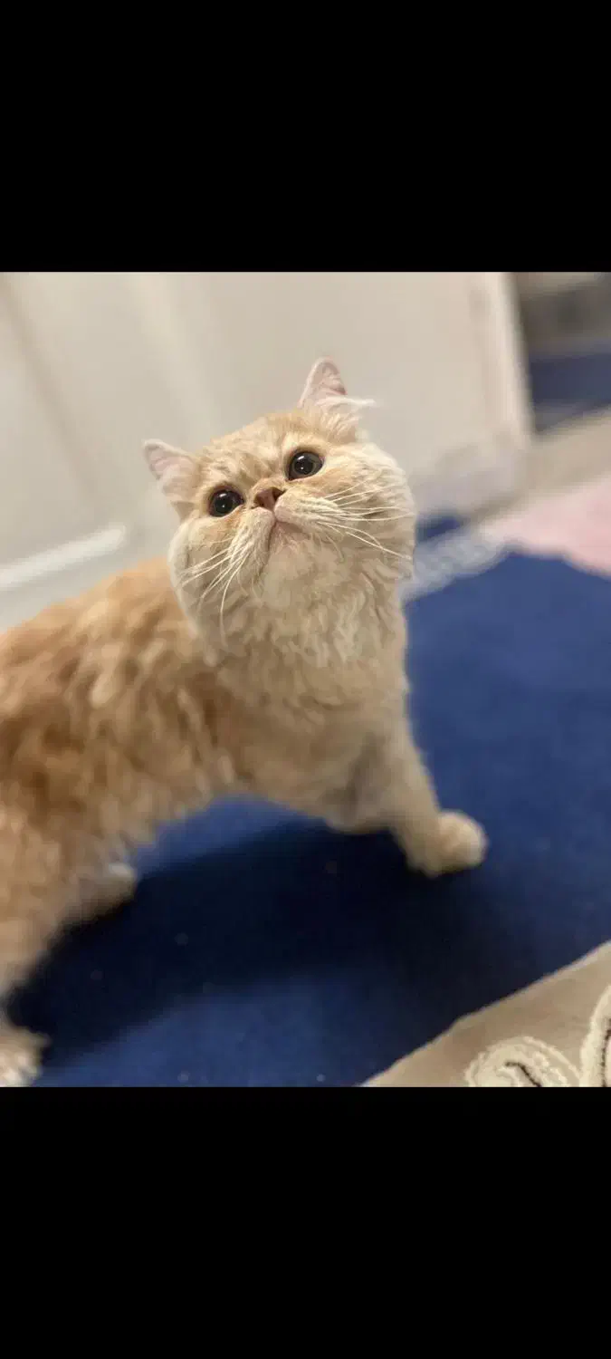 گربه پرشین|گربه|کاشان, پاقپان|دیوار