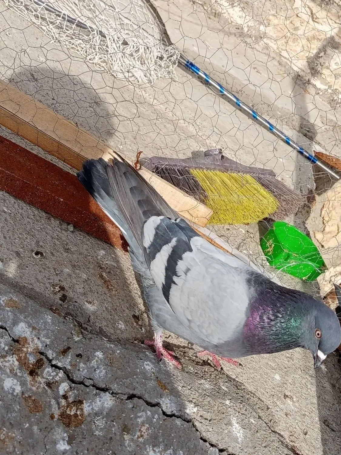 کفتر گرفتی|پرنده|نسیم‌شهر, |دیوار