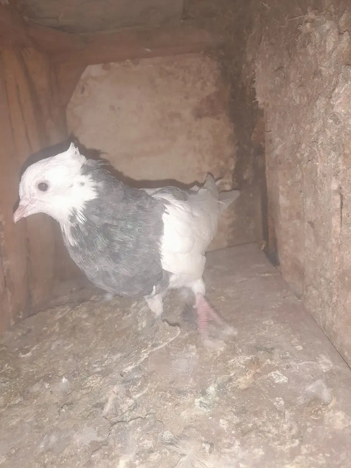 جوجه مغلف طوقی|پرنده|قم, شهرک توانیر|دیوار