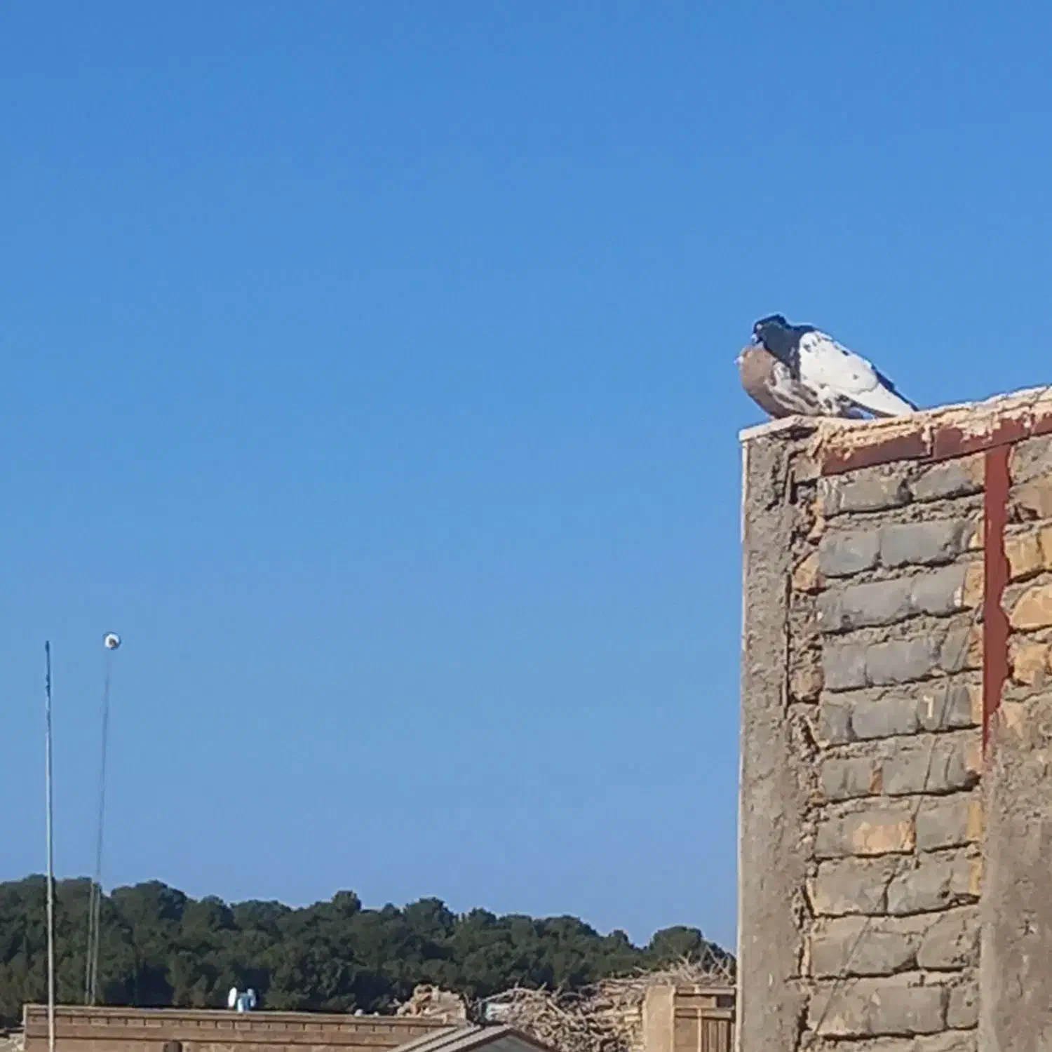 کبوتر|پرنده|تربتحیدریه, کاشانی|دیوار