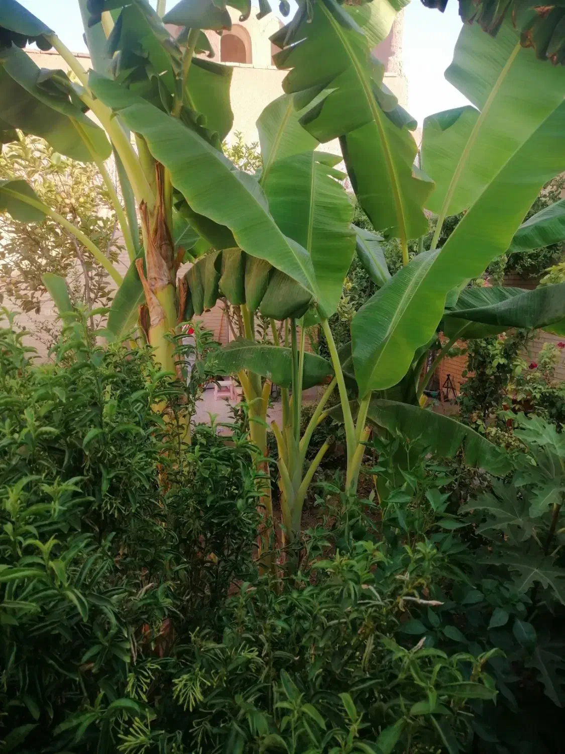 نهال درخت موز و انجیر ( گلابی)|گل و گیاه طبیعی|یزد, |دیوار