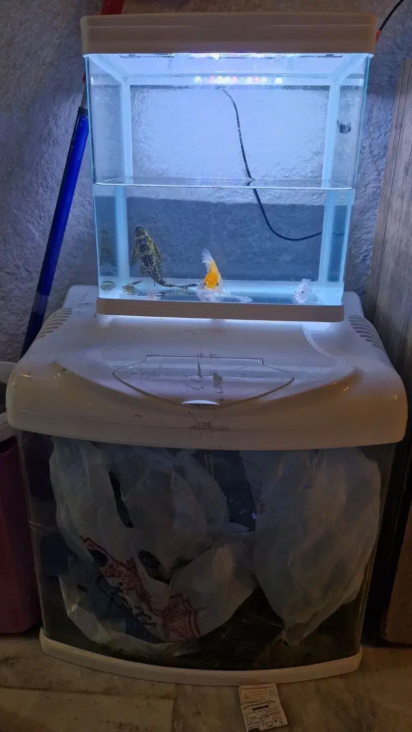 آکواریوم|ماهی|اصفهان, فرح آباد|دیوار