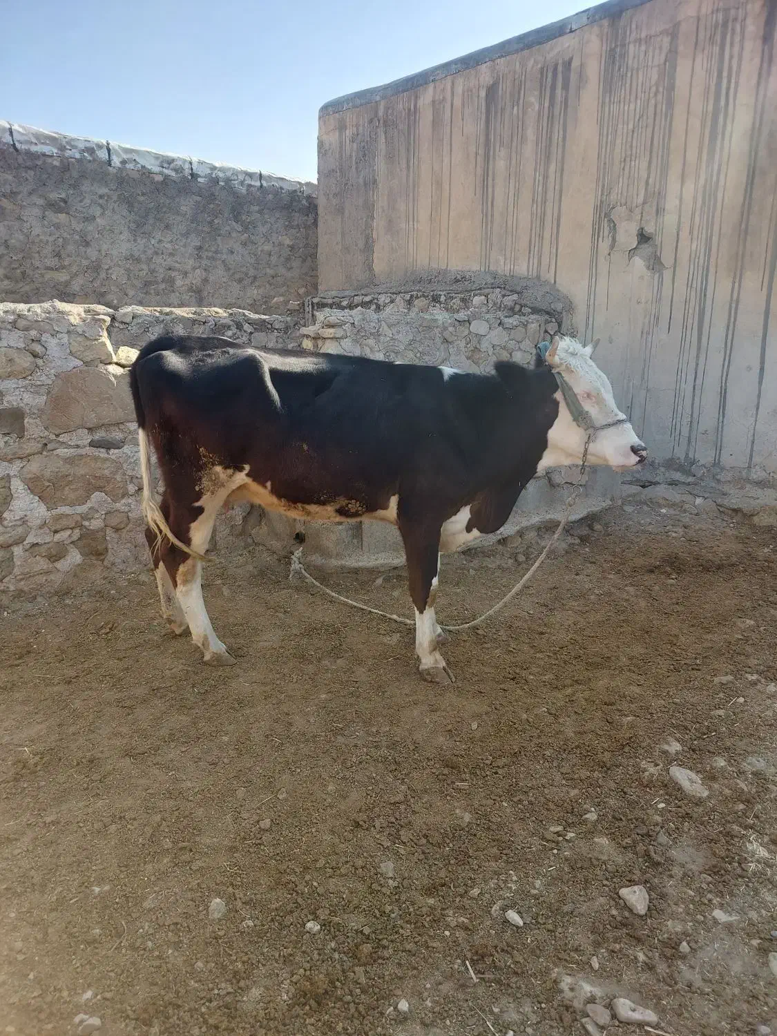 فروش گاو شیرده و ۴ ماه آبستن|حیوانات مزرعه|دهدشت, |دیوار