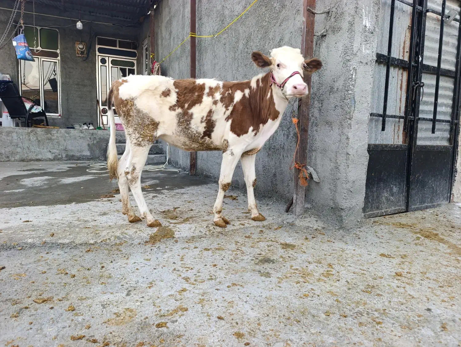 گوساله سیمینتال|حیوانات مزرعه|بیلوار, |دیوار